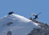 79 Gracchi in volo